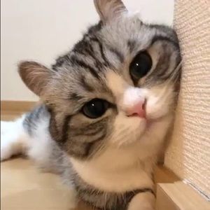 Meet your Posher, Xiaohang